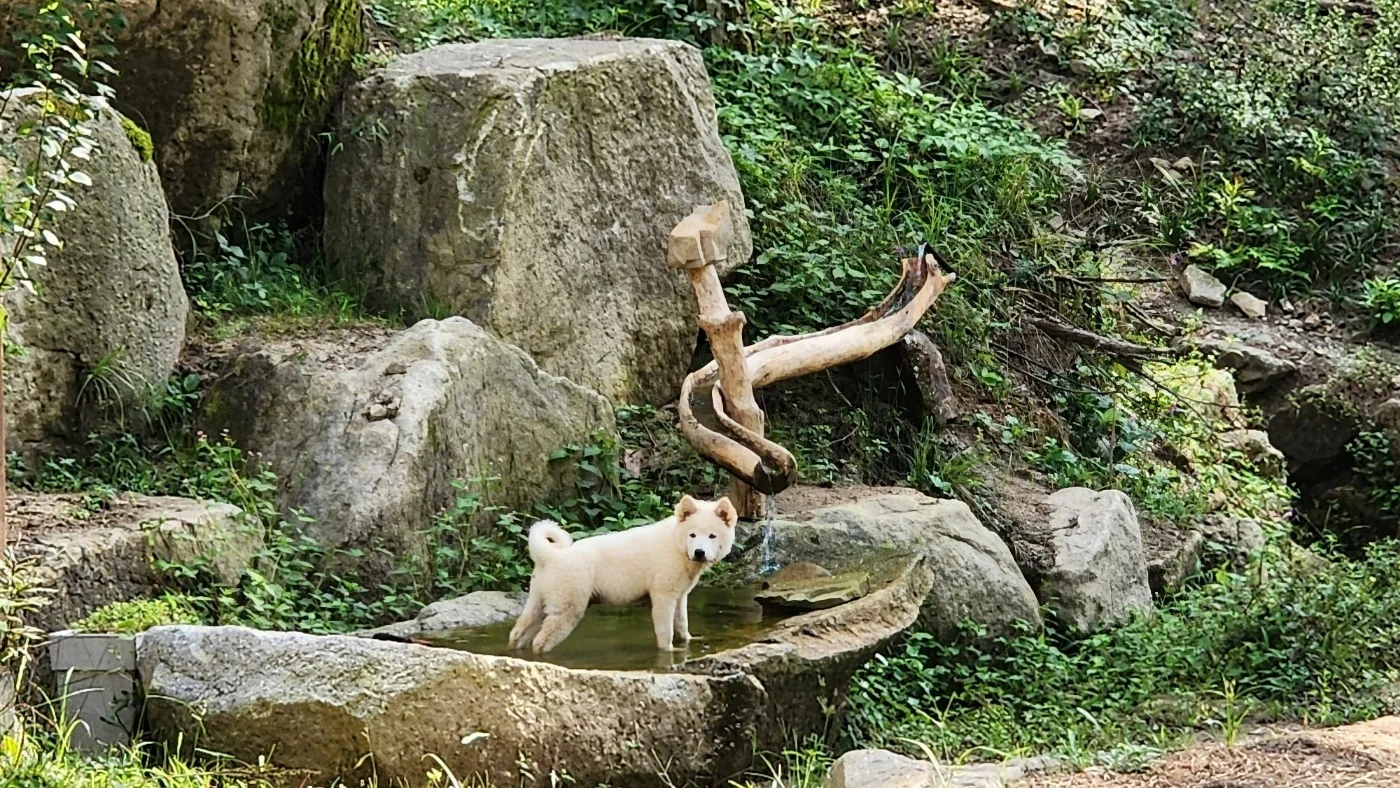 바위 위를 걷는 흰 강아지