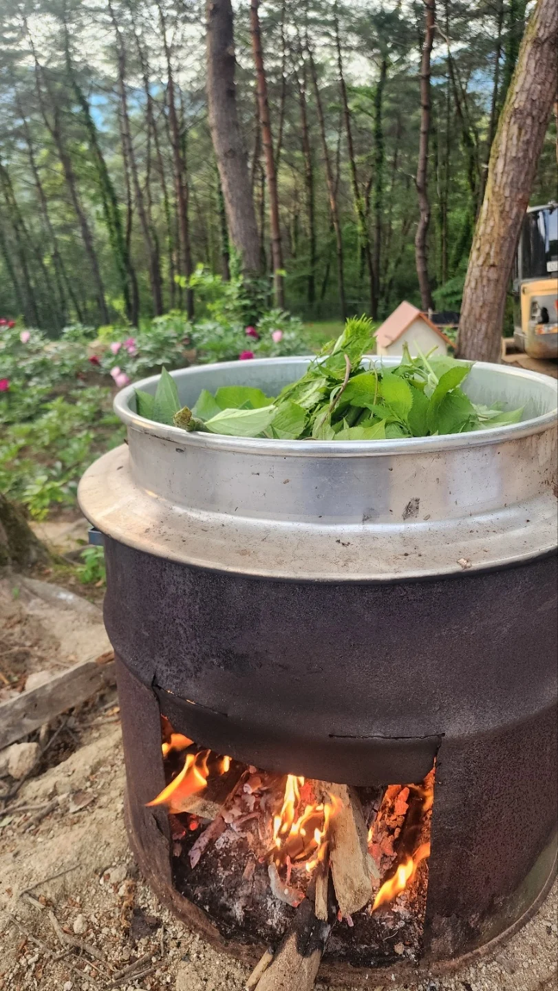 산나물을 데치는 숲밥상