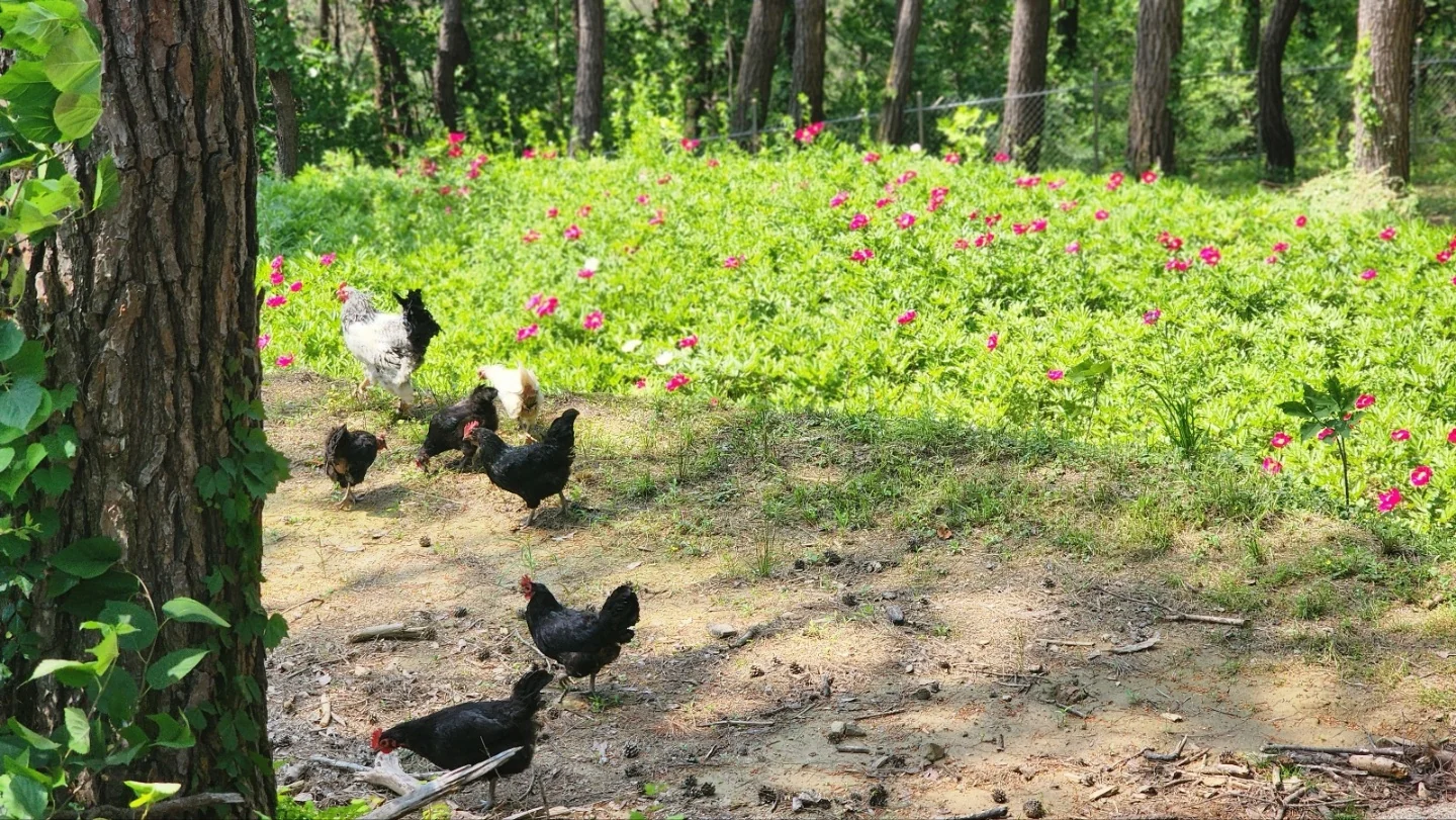 꽃밭을 거니는 닭들